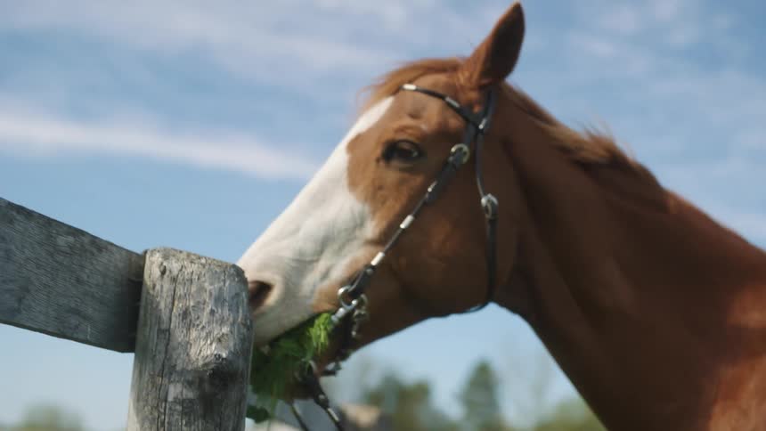 A horse chewing grass in a pen on a farm