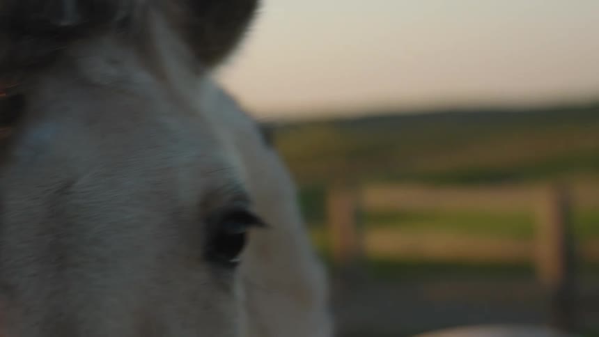 Close up of a horses head