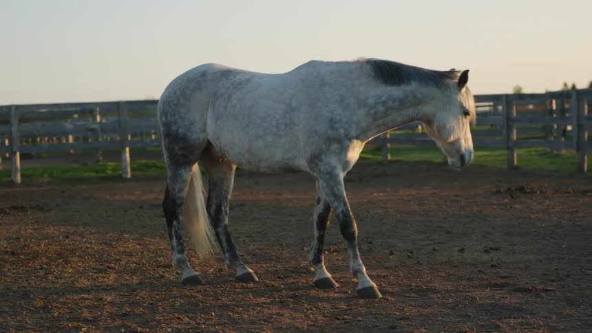A gray horse stands in a fenced area outdoors