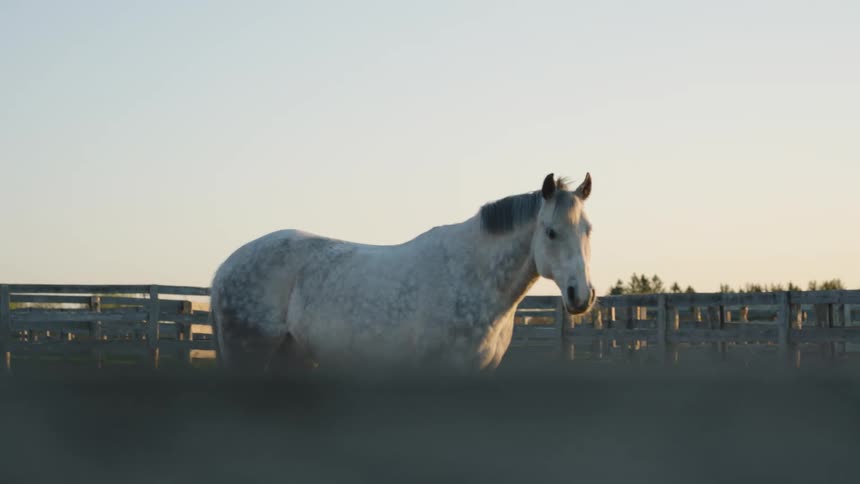 A white horse standing in a corral under a clear daytime sky