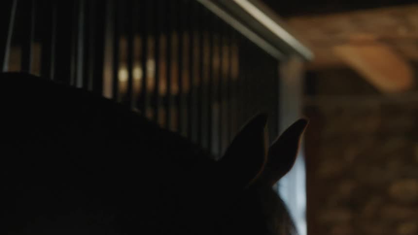 Man petting and feeding a horse inside a stable