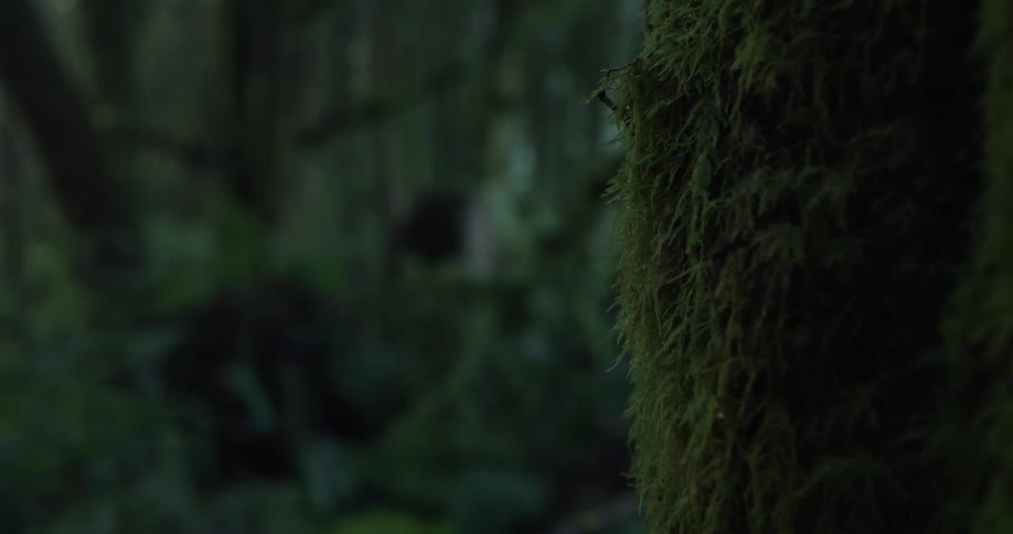 Close up of mossy trees with the sky and clouds in the background