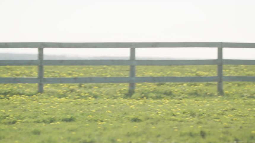 Brown mare and colt running alongside inside a corral in a farm at day time