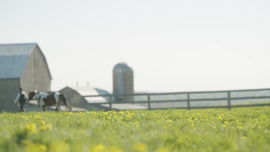 A man walking with a brown and white horse at a ranch next to a wooden fence at daytime