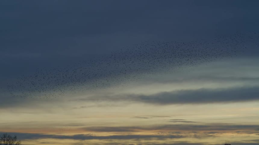 A tracking shot of birds flying at sunset