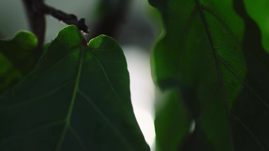Green leaves on branch on a sunny day