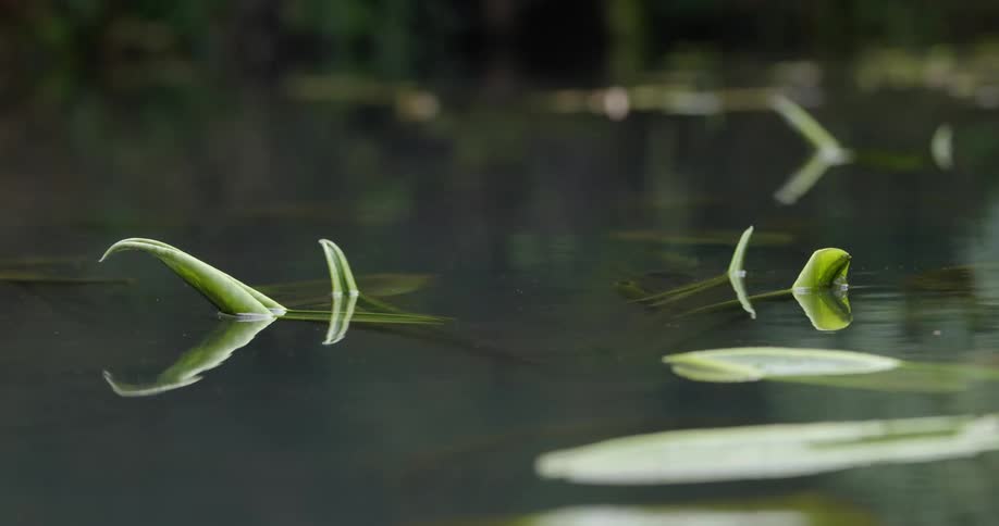 Water surface with plants and leaves visible