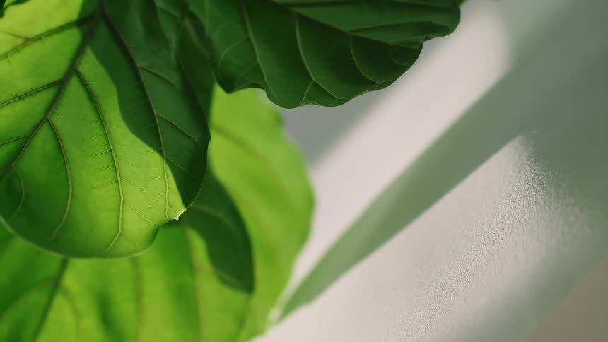 A close up of a plant