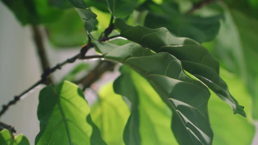 Green leaves on tree and sun flare shining brightly