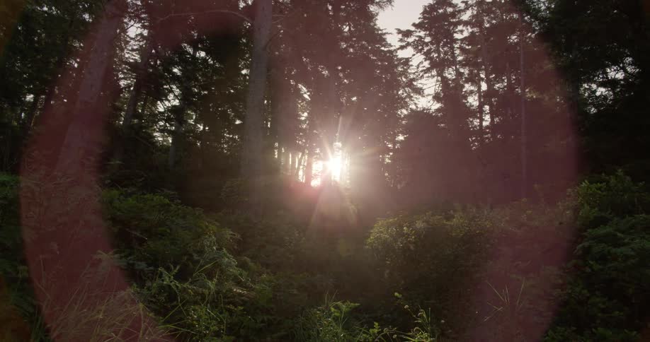 The sun shining through trees in a green forest flaring the lens