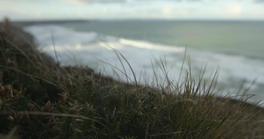 Grass on the shore as waves roll in