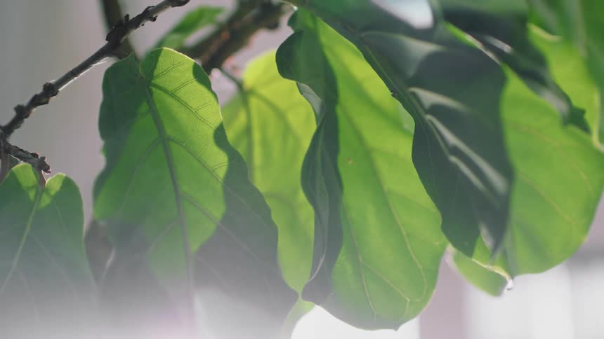Green leaves on branch and bright sun flare shining