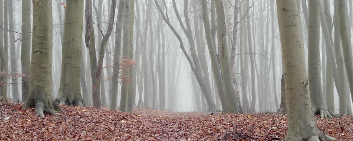 Bare trees in a forest with leaves covering the ground on a foggy day