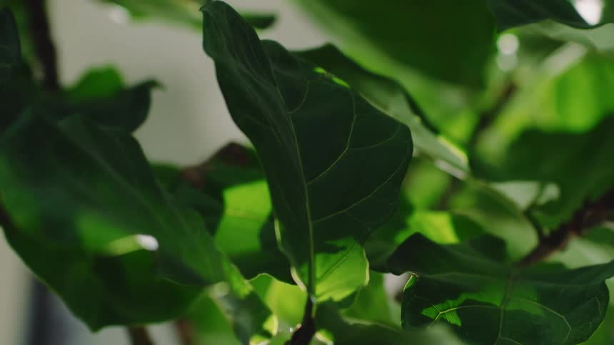 Green leaves on branch on sunny day