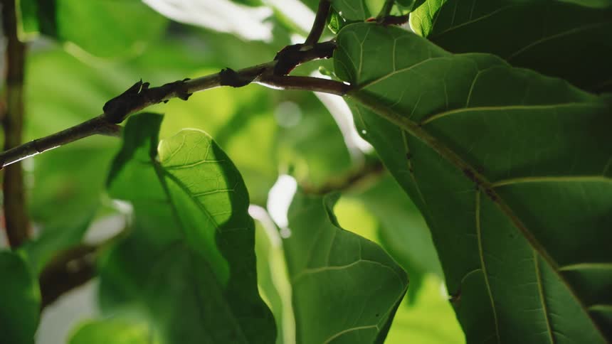 Green leaves on branches on a sunny day