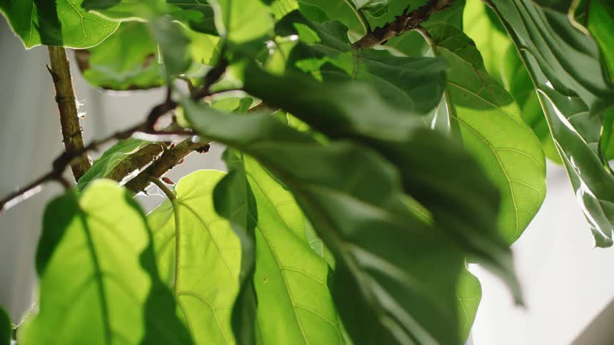 The sun is shining on the green leaves