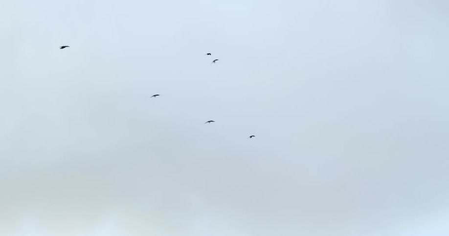 Birds soaring in a cloudy sky in the daytime