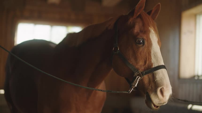 A horse is in a barn during the day