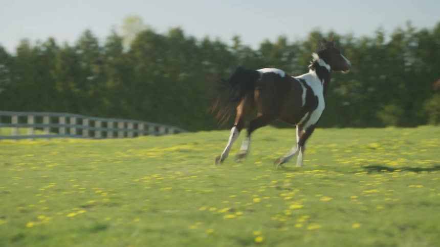 Horses run on a grassy field with a white fence during a sunny day