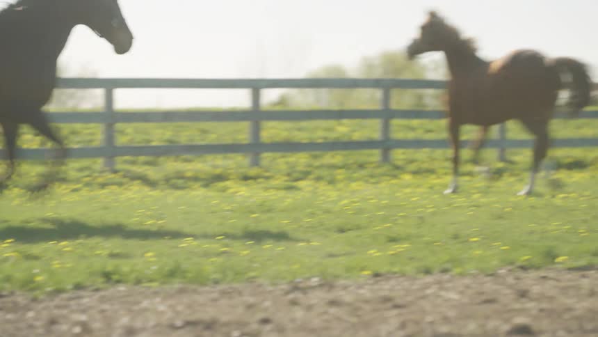 A group of horses race around in the grass