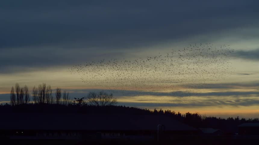 A large flock of birds flying over the hillside at sunrise