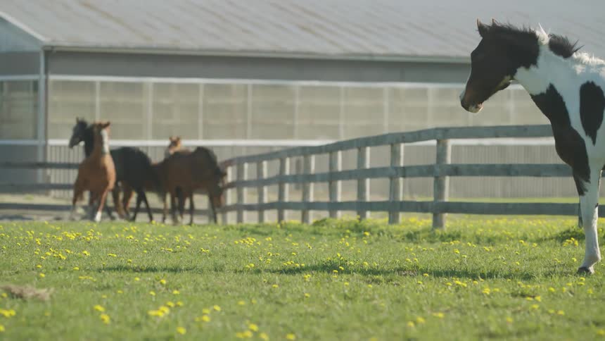 Several horses trot and run around a fenced in pasture
