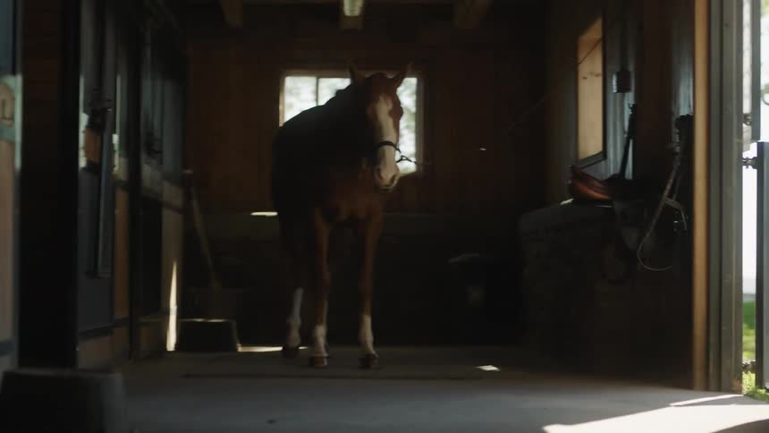 A horse standing inside a stable on a ranch