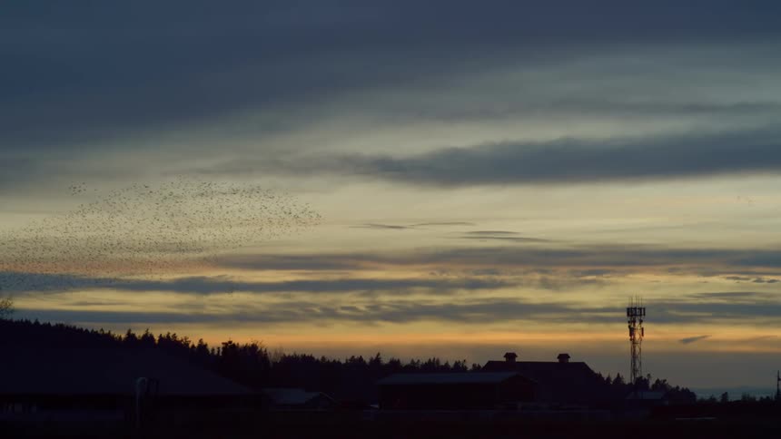 A swarm of birds flying around together in a circle over the horizon at sunset
