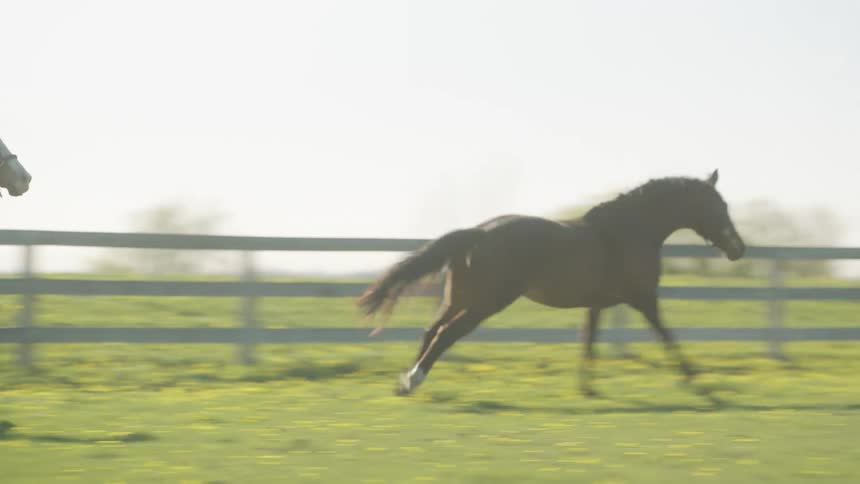 Horses playing and galloping inside the fence of a ranch at day