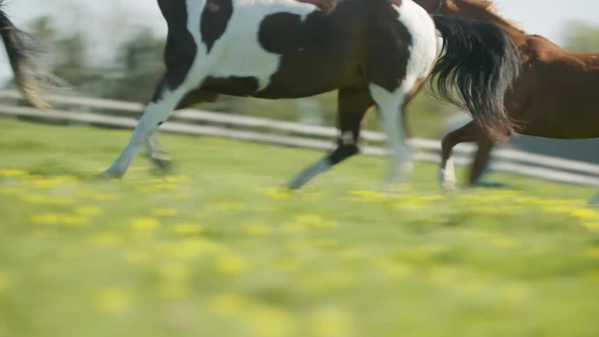 Horses running in a pasture on a farm