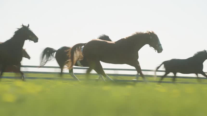 A group of horses running in a field