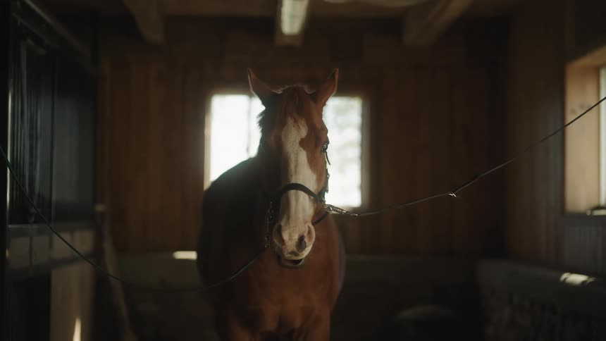 A horse standing in a stable with a window and a wall in the background