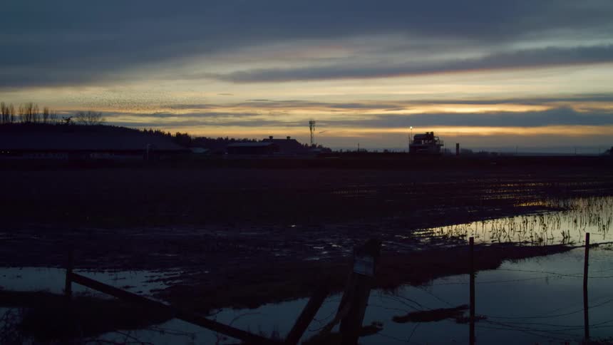 Birds flying over a marsh at sunset