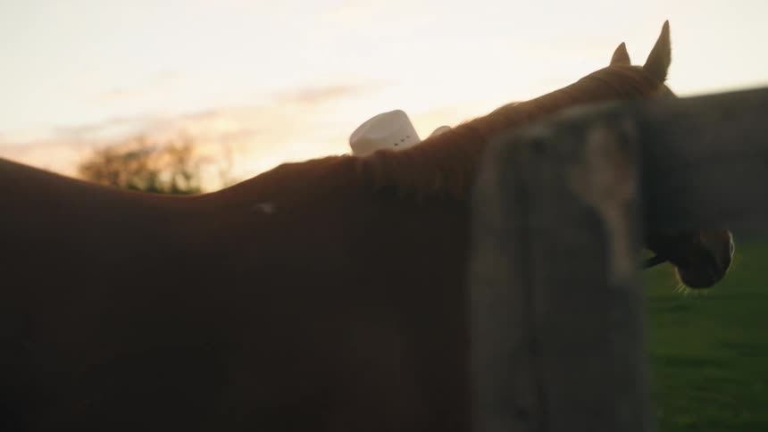 A man with a cowboy hat leading a horse with trees the sky and clouds in the background