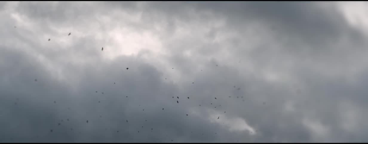 Flock of birds flying on an overcast sky