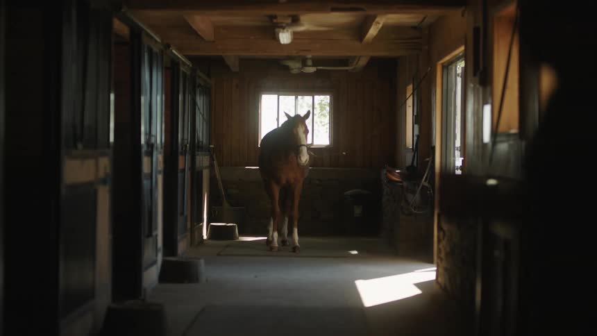 Horse standing under a ceiling fan in a stable at day