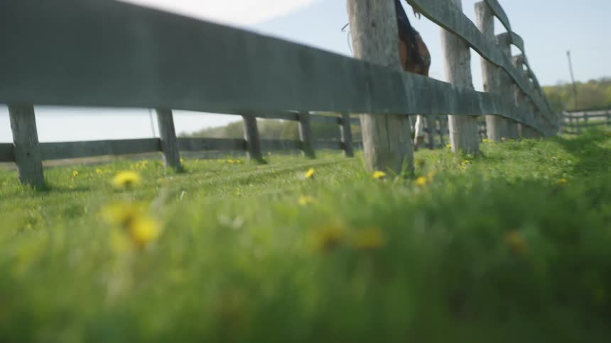 Woman riding a horse between wooden fences over the green grass on a ranch