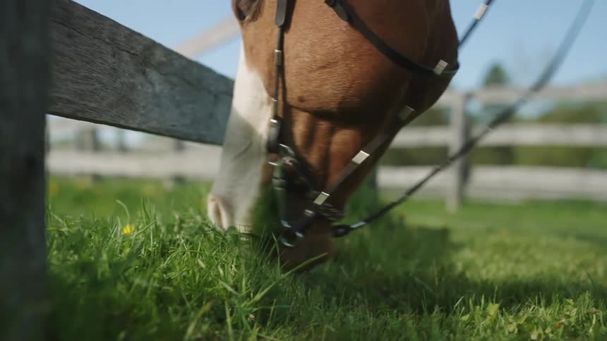 A horse grazing in a pen on a farm