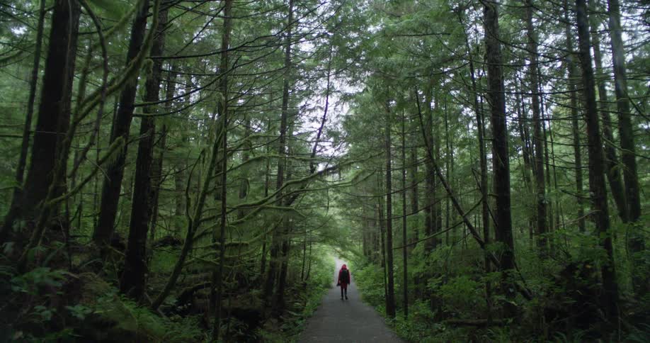 A person walking on a path surrounded by trees with the sky and clouds in the background