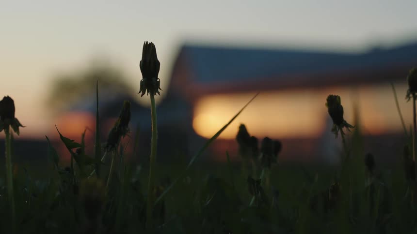 Flowerbuds in a field outside the buildings of a farm in the evening