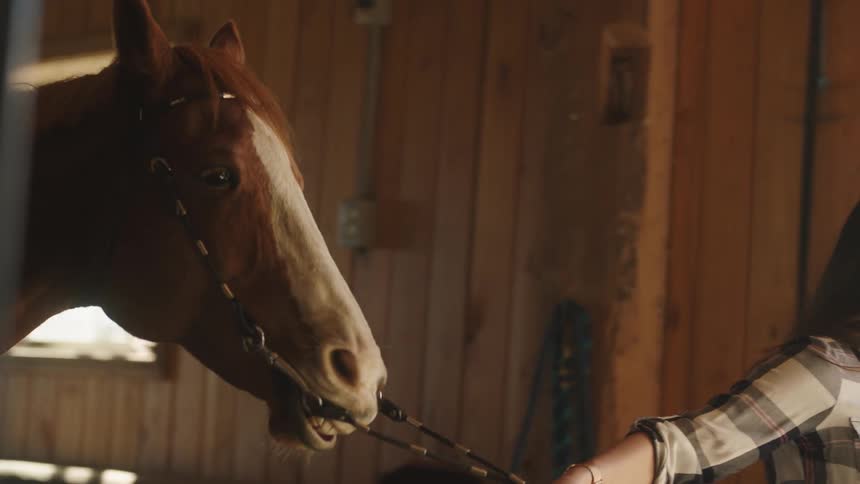 A woman is walking her horse out of a barn