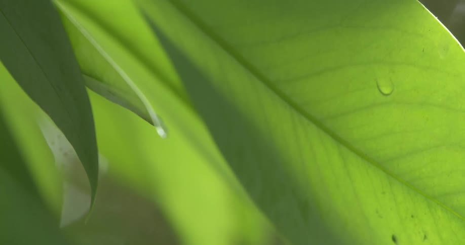 Bright green leaves with a water droplet on a leaf