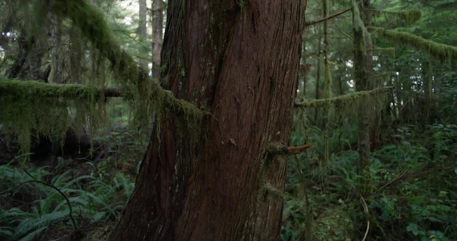 Push in of a cedar tree trunk in a forest at daytime