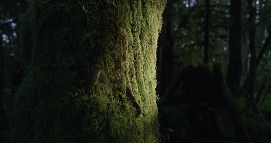 Sunlight moves over mossy tree trunk and slugs in forest