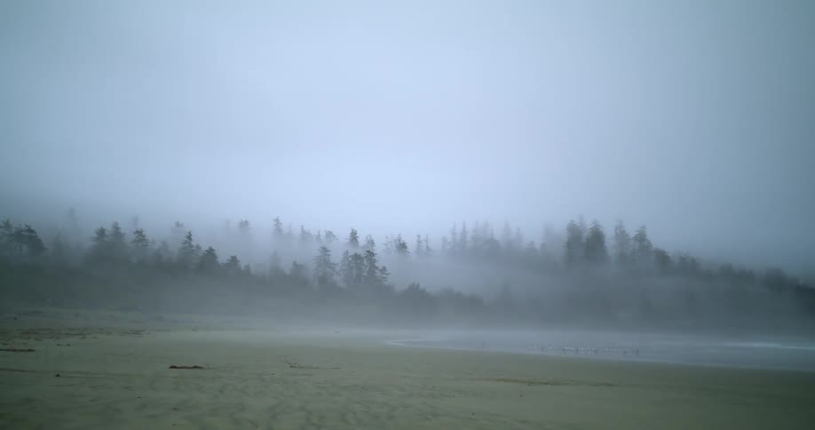 Landscape of overcast gray sky with trees and fog