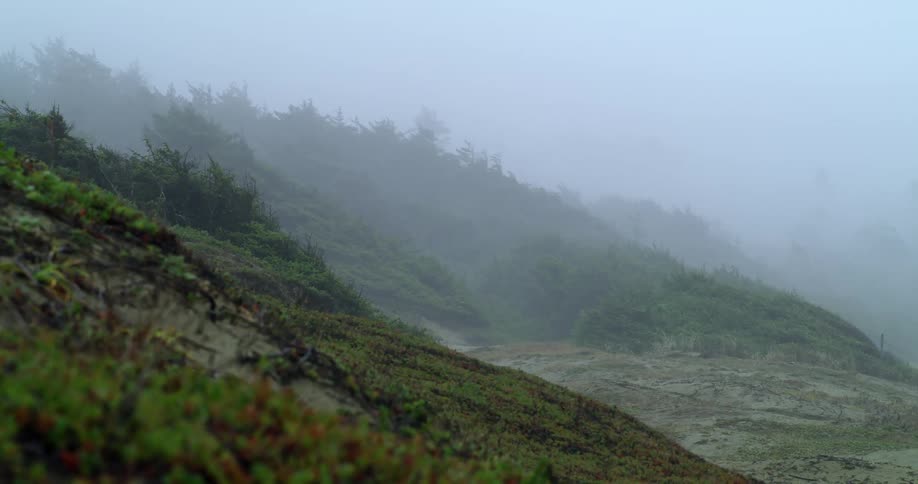 Foggy beach hillside with windswept grass and trees