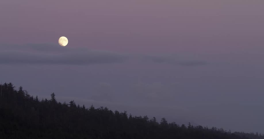 Full moon in a purple sky above the trees