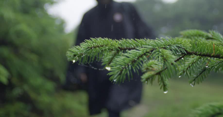 A man walking towards a plant