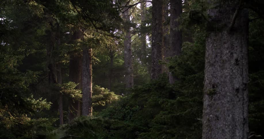 Dark forest with sunlight shining through the trees
