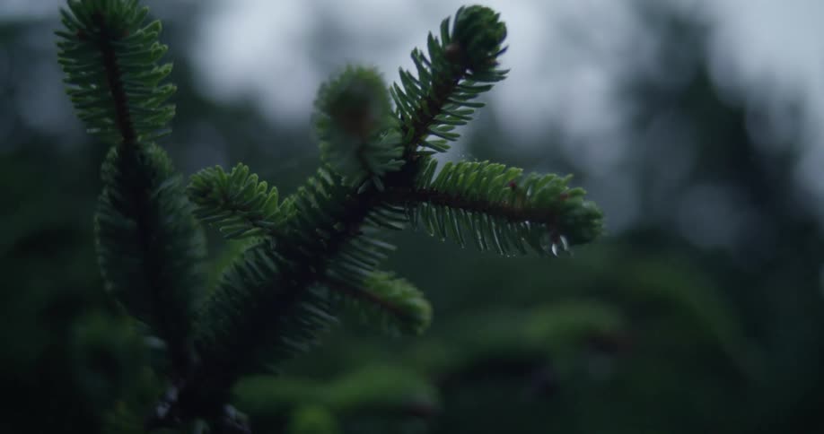 Close up of the green needles on the branches of a pine tree in the rain